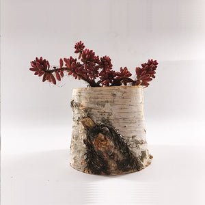  Indoor And Outdoor Planters